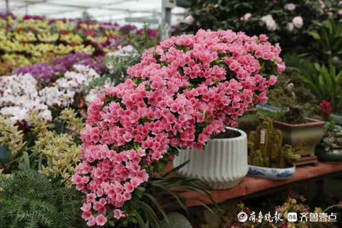 壹图集 小年花意浓,泰山花卉市场生意火爆