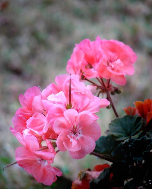 写实花卉 花朵 数码照片 免费素材产品工业素材免费下载(图片编号