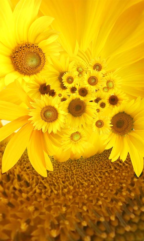 向日葵唯美图片手机壁纸向日葵黄色花朵唯美图片自然植物花卉