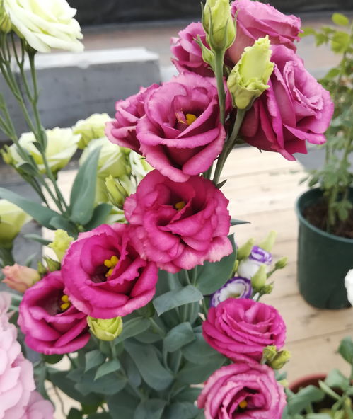 最漂亮的两种草本花卉,号称无刺玫瑰,四季有花开,还可盆栽观赏