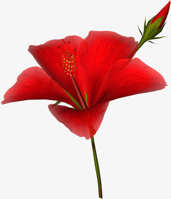 花朵鲜花psd高清素材 唯美 植物花卉 花卉图案 花朵 花朵图片 花朵海报 花朵海报背景 鲜花矢量 免抠png 设计图片 免费下载