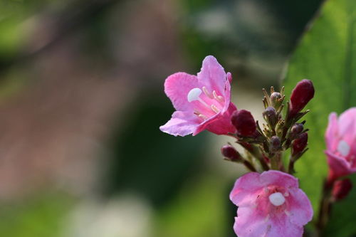 花卉 锦带花