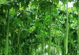 无土栽培蔬菜怎么卖 有机瓜菜工厂渠道广