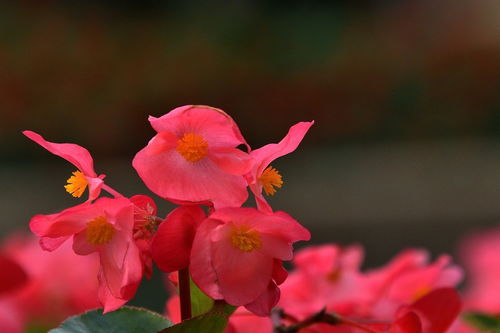 花卉随拍39