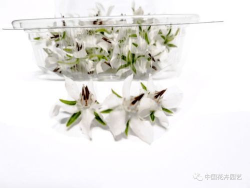 西班牙innoflower 我们有世界上种类最多的食用花卉产品 每周国际花讯