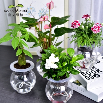 绿萝发财树吊兰文竹栀子花绿植芦荟小盆栽花卉室内水培植物盆景