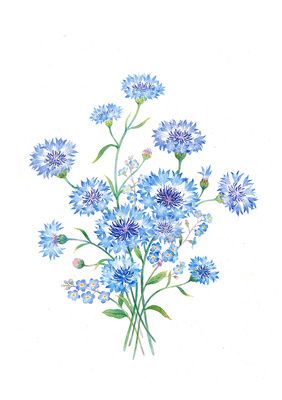 水彩手绘 花卉组合