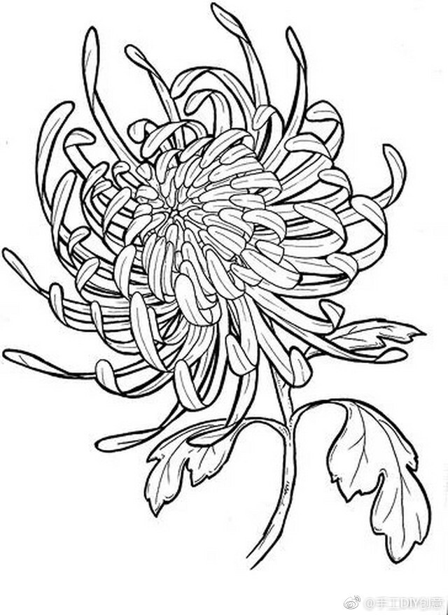 花卉简笔画