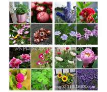 【河北玫瑰花(绿化苗木)产品库】_价格/图片/厂家 - 绿化苗木产品库 - 贸易中心网手机版