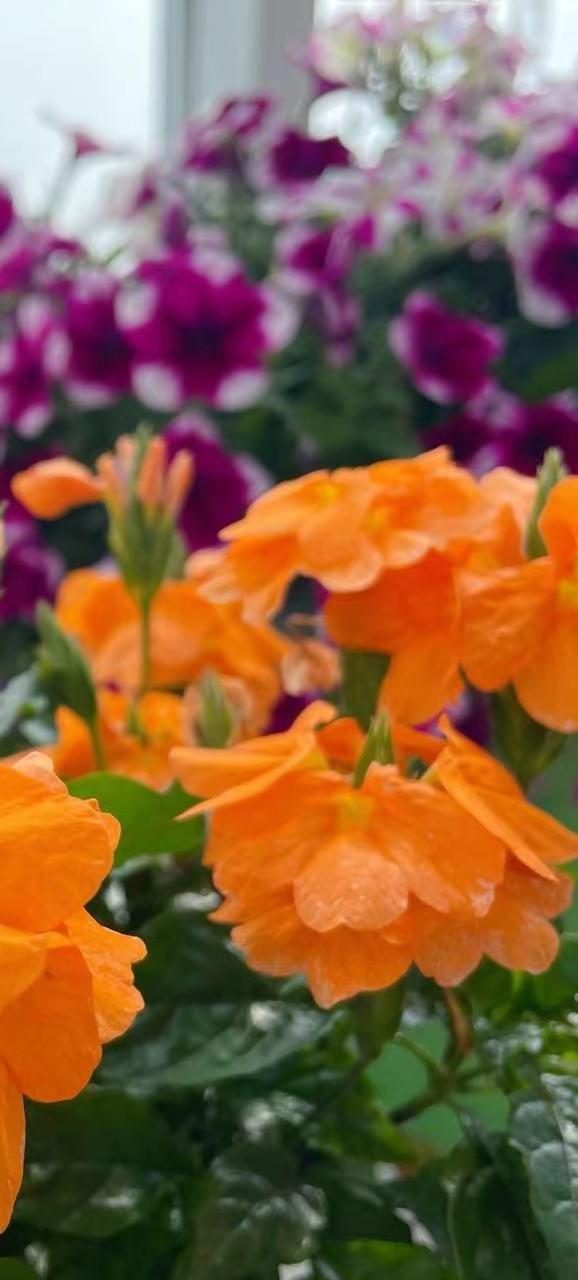 上海花港国际花艺节 2023上海 国际 花展 活力花卉港暨源怡第十三届新优品种展示会