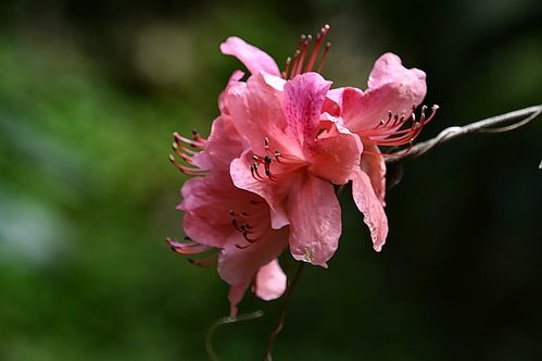 植物园花卉