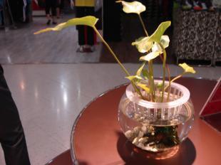 供应160花卉鱼缸价格_供应160花卉鱼缸厂家_世界工厂网产品信息库