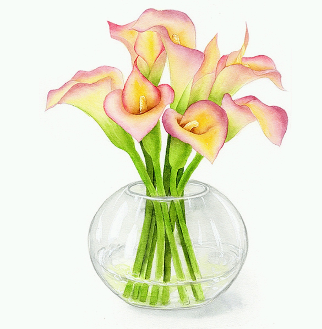 董搞搞作品,水彩花卉,马蹄莲