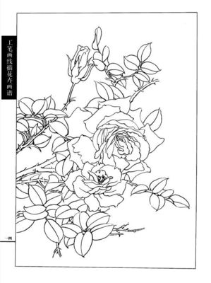 工笔画线描花卉画谱(月季篇)