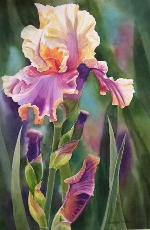 细腻逼真的水彩花卉绘画作品,画师sharon freeman