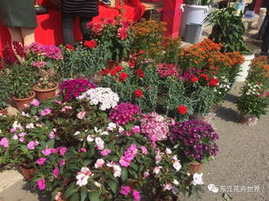 这样花卉产品一应俱全的市场,落户在东莞 东城上桥