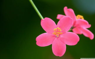 清新唯美花卉壁纸下载