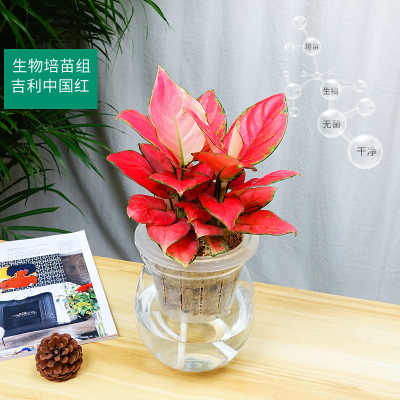武汉租绿植公司绿植租赁工厂园林,武汉公司园艺单位鲜花