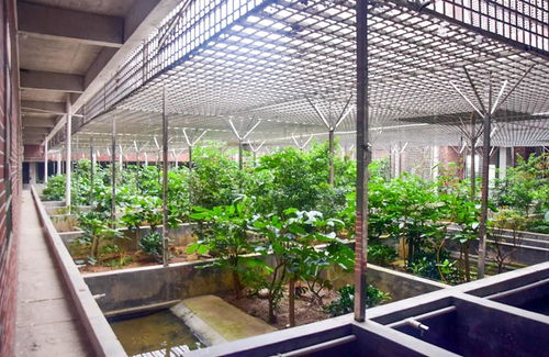工厂化 仿生态环境养殖黄喉拟水龟 广东省茂名市星火水产养殖