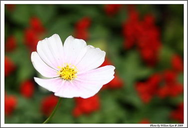 花卉节 2009 5