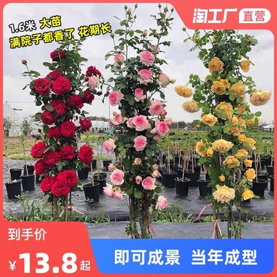 当前网购流行产品