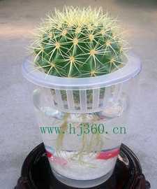 水培花卉--仙人球--金琥_世界工厂网中国产品信息库