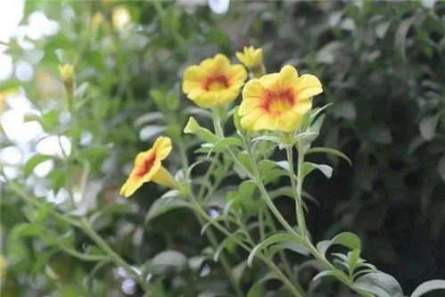 19元起 北京丰台世界花卉大观园2000种植物与你邂逅