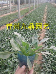 大花金鸡菊.大花金鸡菊价格.供应大花金鸡菊