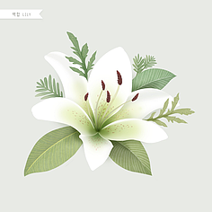水彩花卉植物插画素材