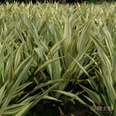 【厂家直销盆栽花卉绿植万年麻 物美价廉】龙海市东泗兴辉园艺场 - 产品库