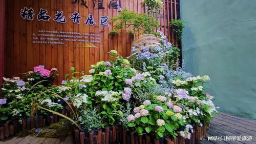 仙气飘飘, 迎亚运 紫阳记忆 八仙花展惊艳亮相吴山城隍阁