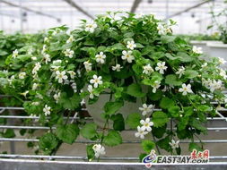 台湾花卉贵州绽放 落地培育促农民增收致富