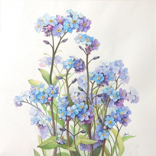 精美花卉壁纸