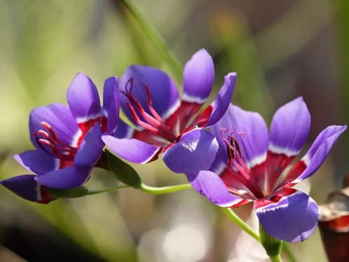 86种 ￤ 蓝色花的球根 宿根 一二年生花卉