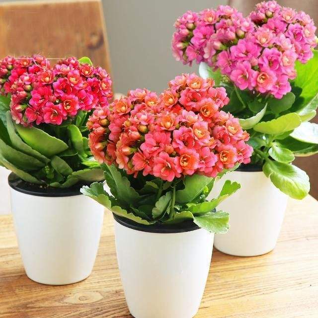 盆栽花卉和地栽花卉在施加水肥上有什么区别