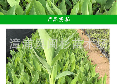 【美人蕉水生草本绿植地被袋苗批发 厂家直销花卉盆栽园林绿化工程