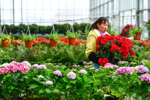 百里杜鹃 花卉产业开出 花样经济