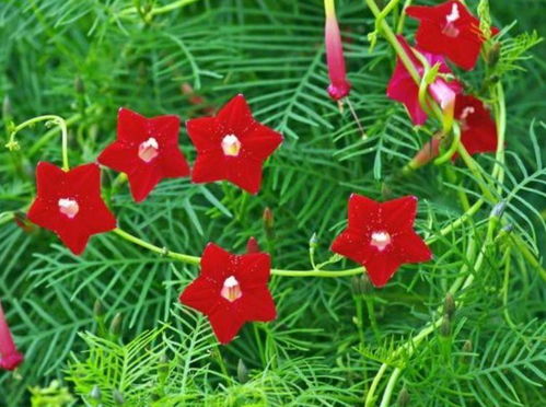 6月二十三日开始,家养此款花卉,开花量大 花期长