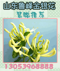 金银花企业大全 金银花企业大黄页 金银花生产商