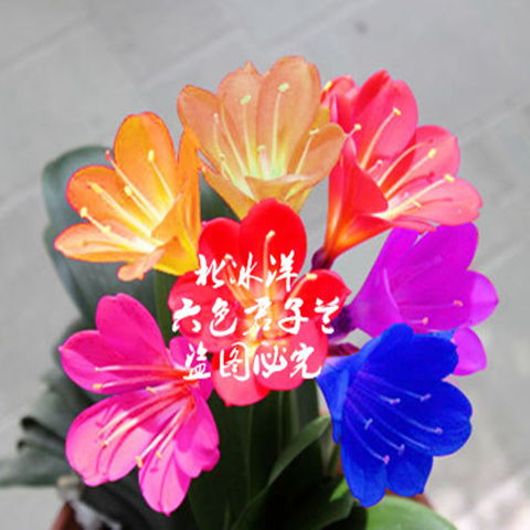 精品盆栽君子兰花种子彩兰种子室内阳台绿植盆栽植物种子花卉种子