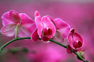 适马长焦微距 花卉组图
