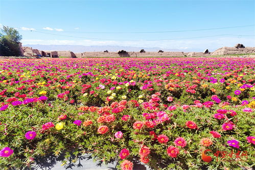 高台 花卉制种为乡村振兴锦上添 花