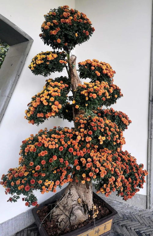 新优精品花卉展 这个周末,郭庄邀你 猜花谜 内含福利哦