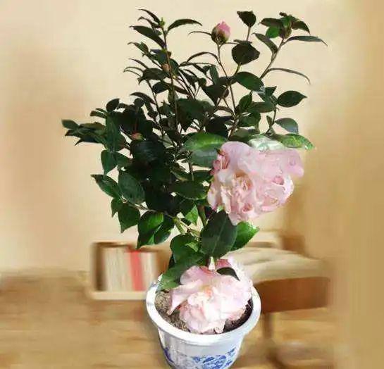 家里养这2种花,盆越小 花越多 ,个个都是 精品