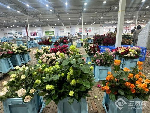 赏花食花不用愁 丽江古城区打造农文旅融和鲜花小镇