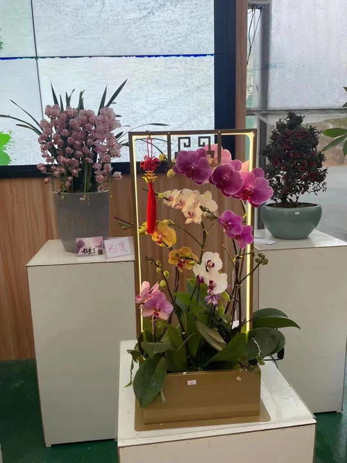 花满金陵,美好生活 2022南京精品年宵花展来啦