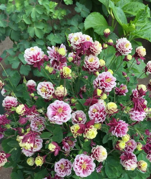 爱沾花惹草,那就试试花中精品 首案红 ,色红柔润,喜庆唯美