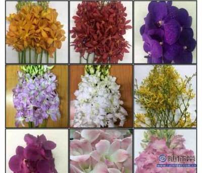 【兰蕴花卉进口花;泰国洋兰批发;洋兰白兰万代兰批发;泰国兰花】呈贡花花草草花卉经营部 - 产品库