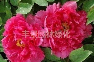 盆栽花卉 精品牡丹 大红宝珠→内实物图选购2年苗