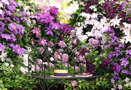 新手养护花卉,就养护花中精品,轻松爬满墙,花朵大又好看 生活